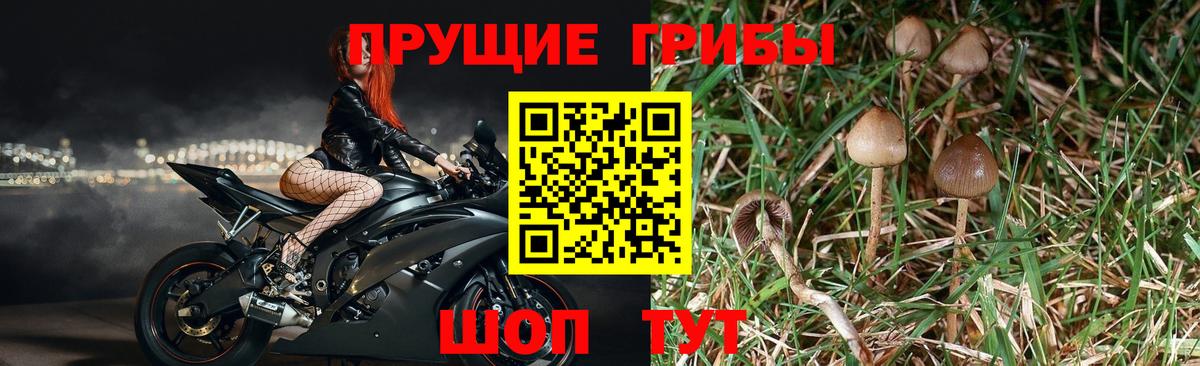 Вязьма  Псилоцибиновые грибы Magic Shrooms  Вход с VPN 